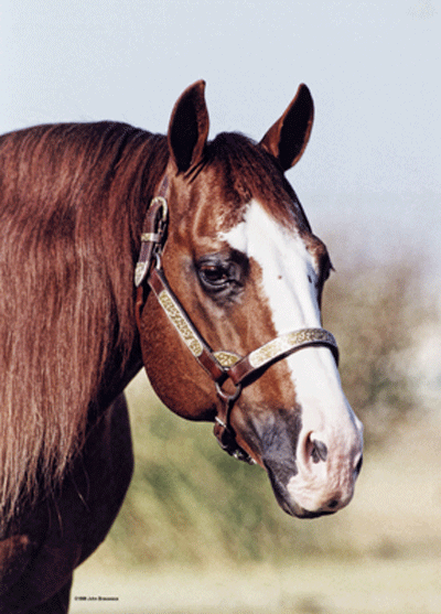 Bonds Purchase the Late Smart Chic Olena - Quarter Horse News