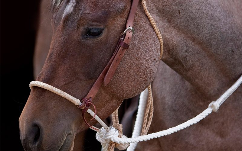 HV21-Single-Rope-Hackamore-with-Rawhide-Nose-3-16-16