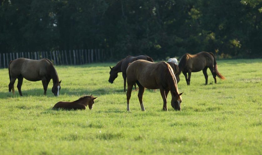 horses in a field