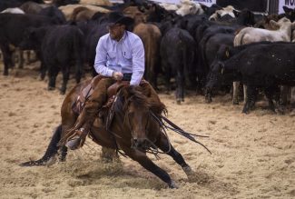 PG Heavily Armed showing at the cutting futurity