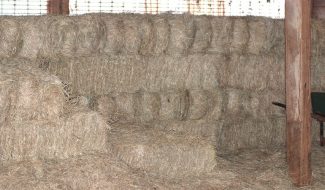 stacked hay square bales in a barn