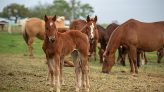 foals standing with mares