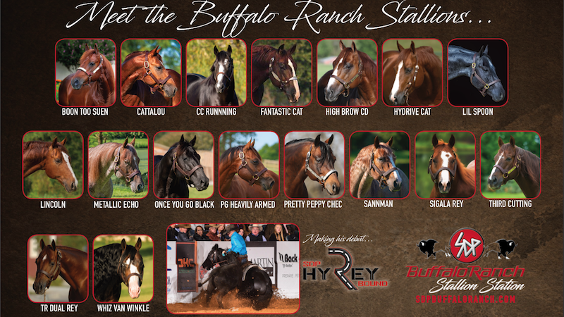 SDP Buffalo Ranch stallion roster