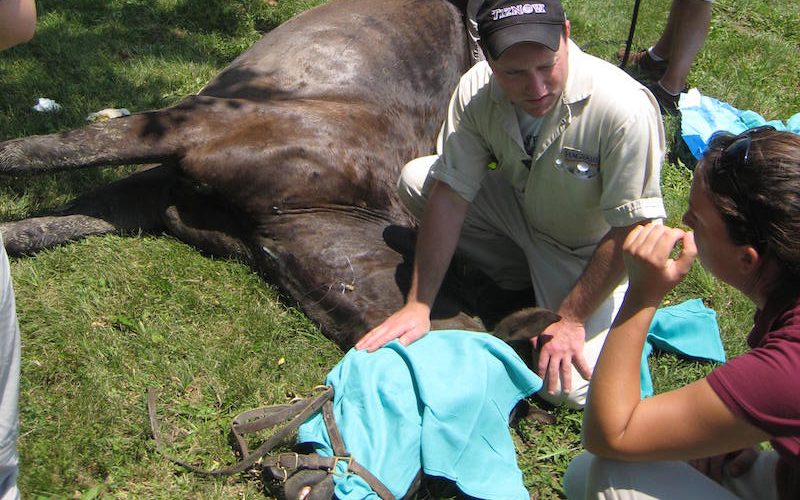 veterinarians castrating a cryptorchid horse