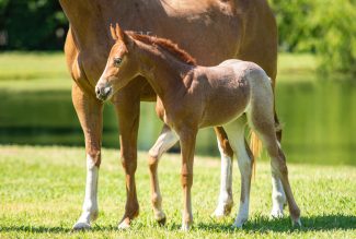 foal standing by mare