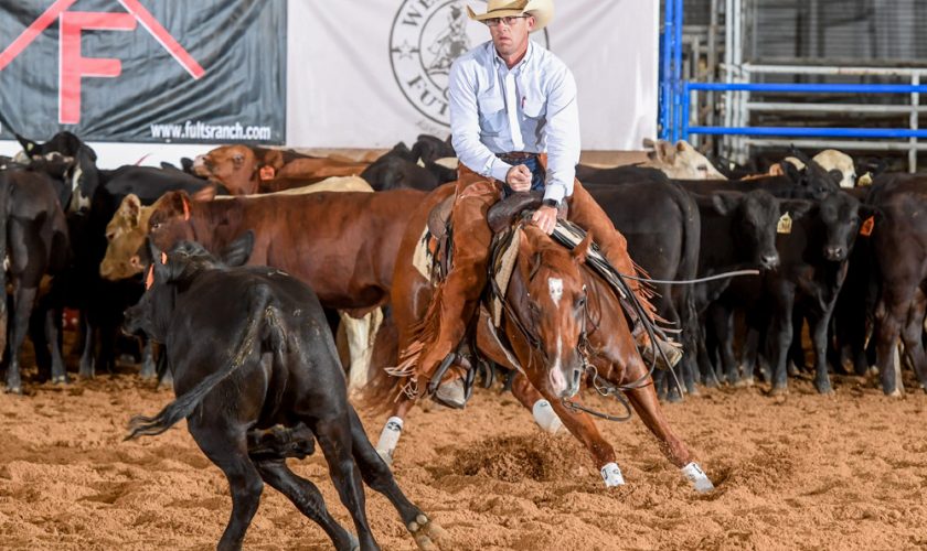 horse chasing cows at West Texas Futurity