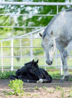 foal laying on ground, mare standing over
