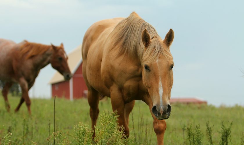 horse-pasture-palomino
