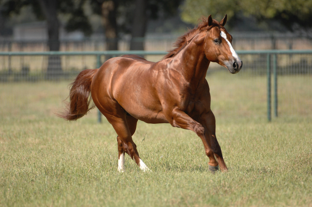 stallion running in pasture