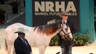nrha markel select yearling sale topper inferno on ice