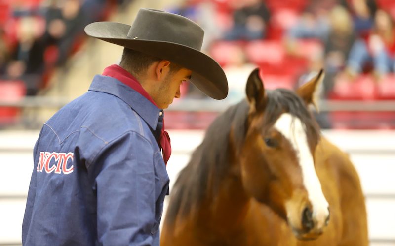 North Central Texas College horseman works with a horse.