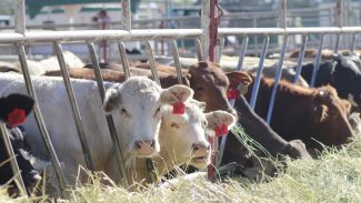 cows-eating-hay