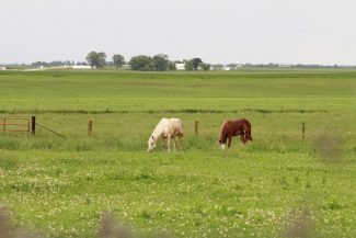 horses-in-pasture