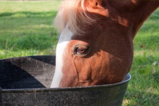 horse eating grostrong minerals from tub
