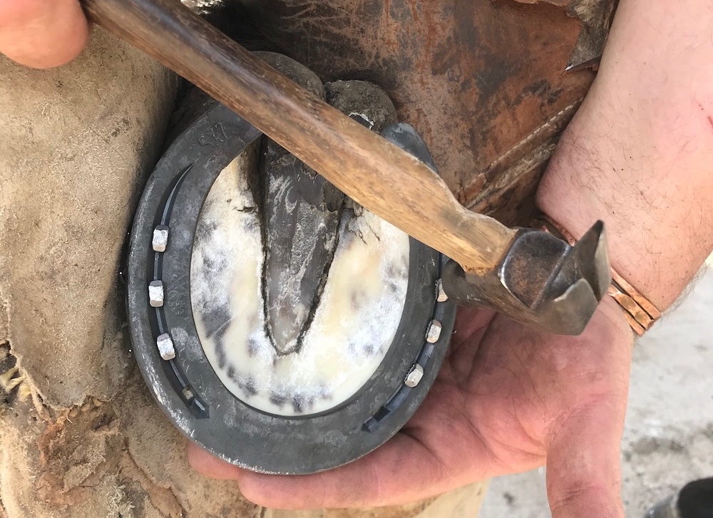 a healthy horse hoof that illustrates proper nutrition