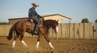 bud-lyon-reining-horse