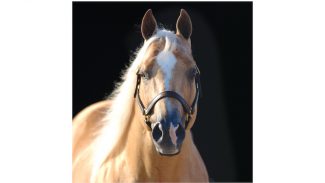 tulsa-reining-classic-stallion-shining-spark