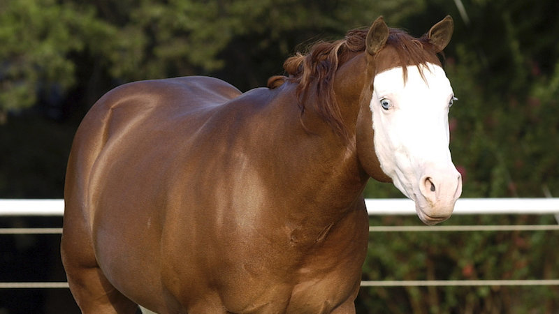美容/健康 その他 Top 15: NRHA Futurity All-Time Leaders - Quarter Horse News