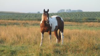 paint-horse-in-field