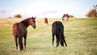horses-in-pasture