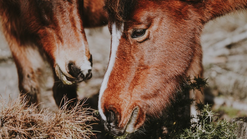horses-eating-grass