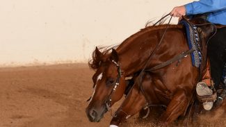 reining-horse