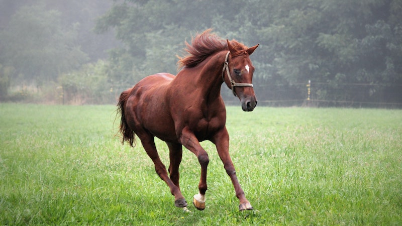 galloping-horse