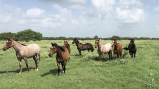 king-ranch-horses