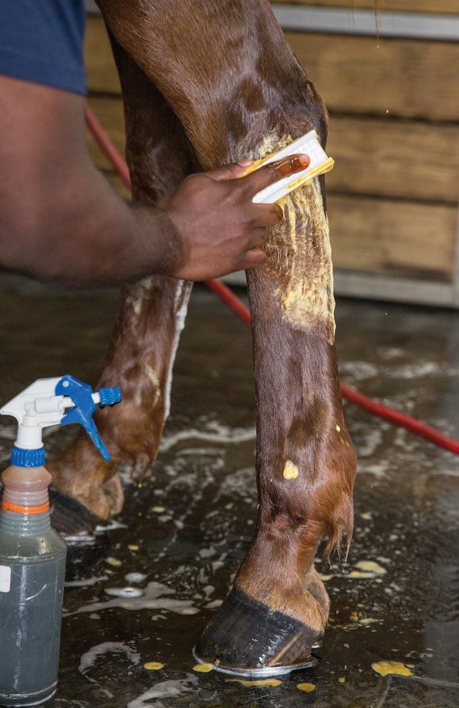 Cleaning the horses leg in preparation for a joint injection.