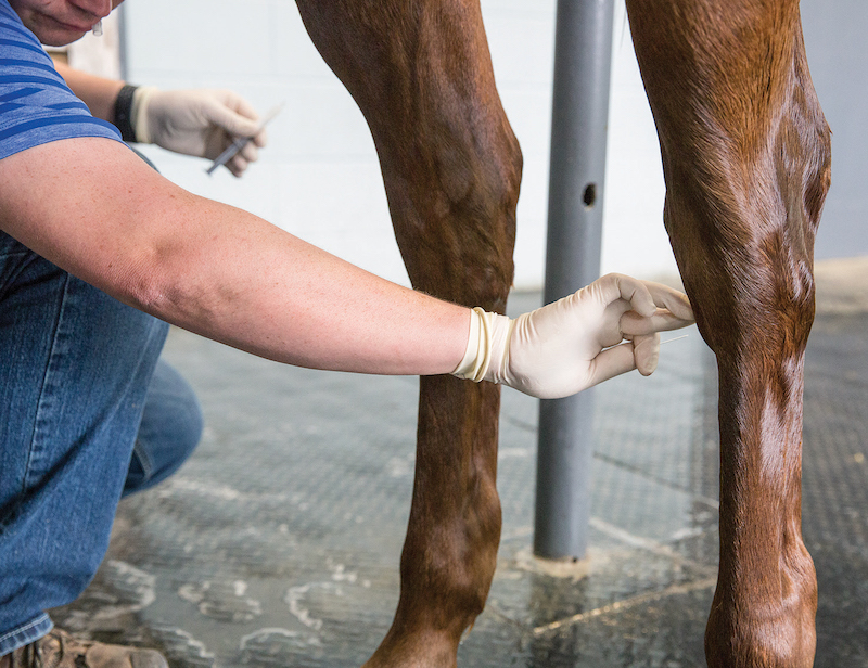 Vet finding the injection site on the horses's joint.