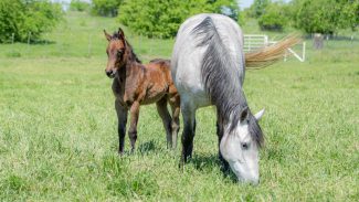 mare-and-foal