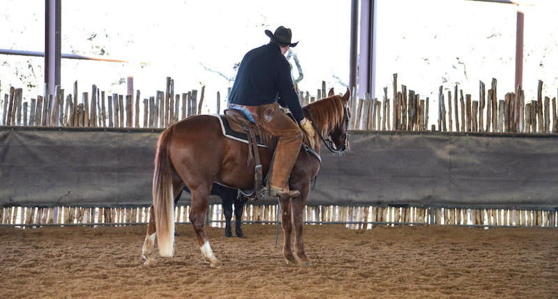 Kody Porterfield uses his hands and feet to help build confidence in his young cutting horses.