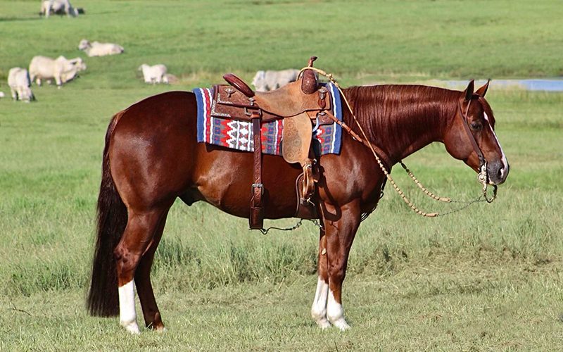congress-ranch-horse-consignment