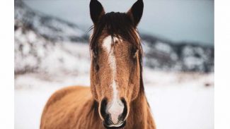 quarter-horse-standing