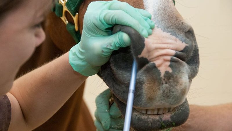equine-herpesvirus-test