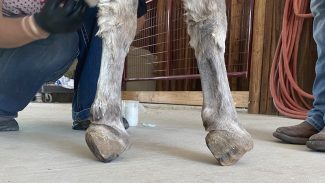 donkey-badly-clubbed-feet