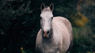 gray-horse