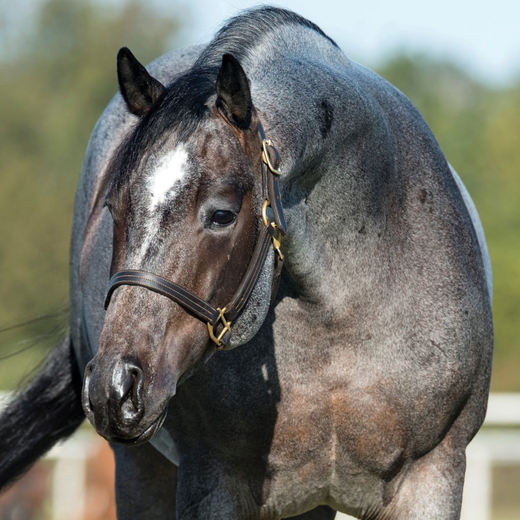 Million Boon News Dollar Once NRCHA Quarter - In Sire Blu Joins A Horse Club Elite