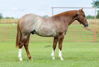 sorrel-robicano-stallion