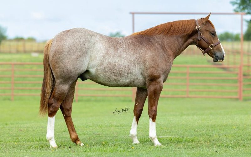 sorrel-robicano-stallion