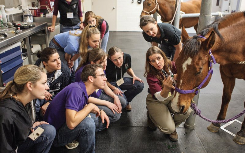 veterinary-students-with-horse