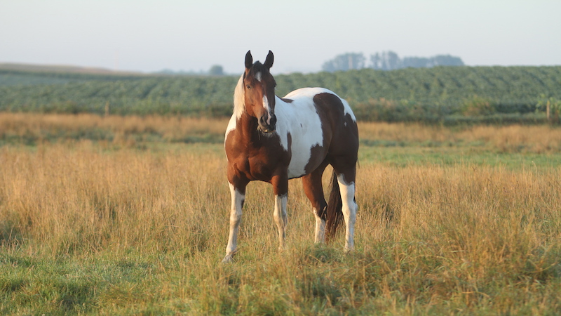 paint-horse-field