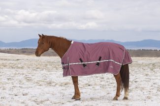 Classic Equine Blanket
