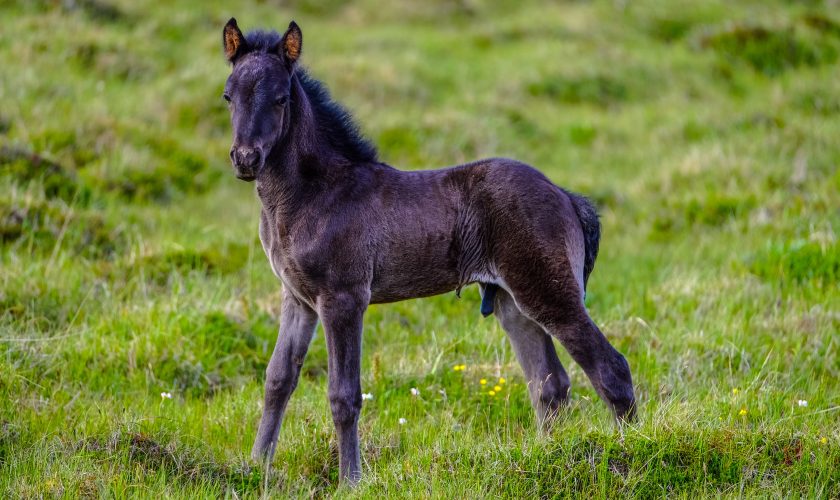 horse-foal
