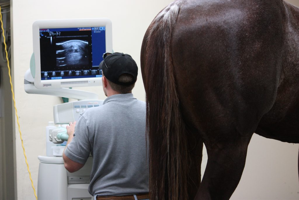 equine-ultrasound
